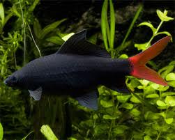 Shark - Red Tail Black - 2 inch
